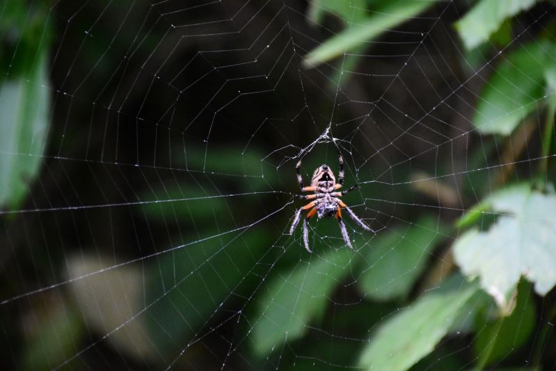 En los senderos de Tubará, se aprecian variadas especies de arácnidos.