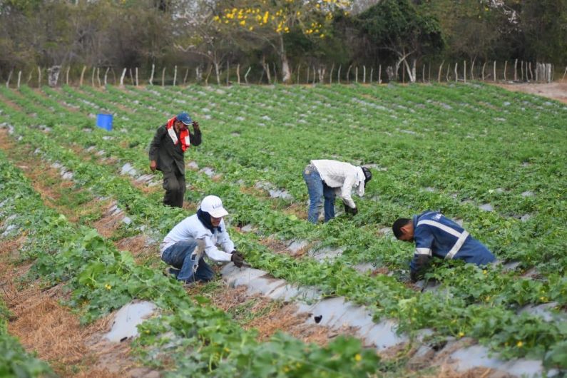 Con ‘Semillas de Vida’ Atlántico garantiza seguridad alimentaria e ingresos para los atlanticenses.