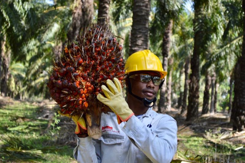 Producción de aceite de palma de enero a mayo 2022 creció 5% frente al mismo período 2021
