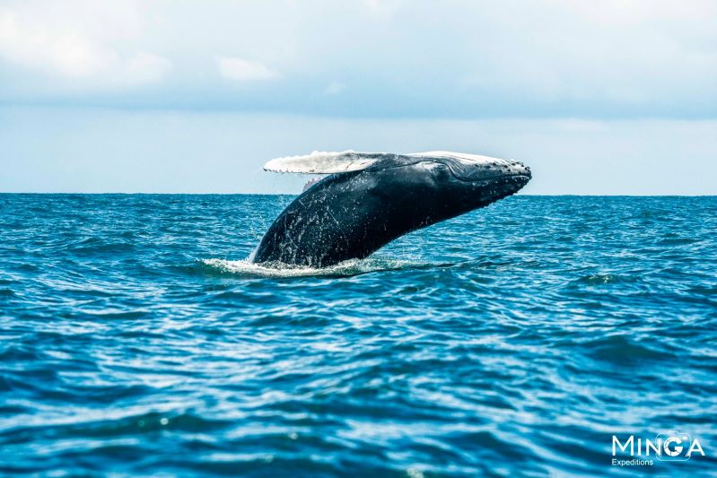 Avistamientos imperdibles: Ballenas jorobadas y delfines rosados en Colombia