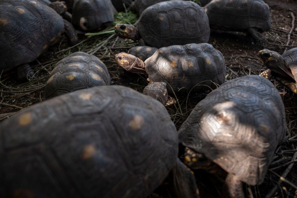 Las tortugas también son víctimas del comercio ilegal de especies