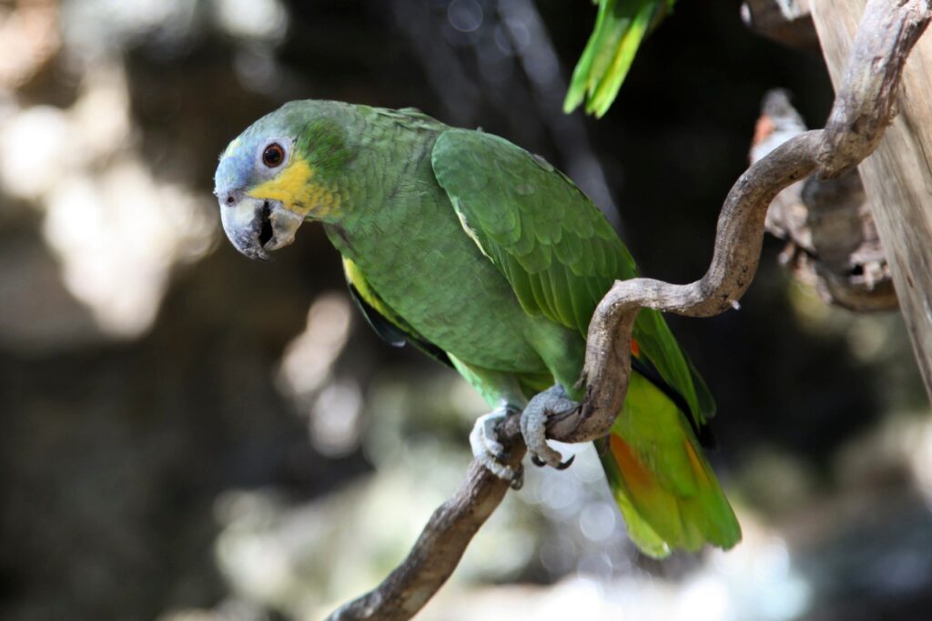 Colombia celebra el Día Nacional de la Vida Silvestre