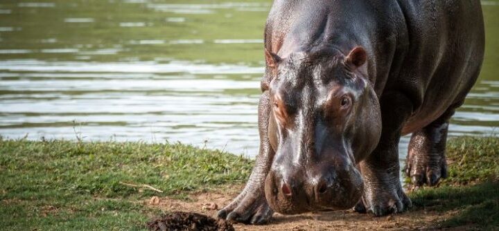 Los hipopótamos que dejó Pablo Escobar: una problemática ambiental que Colombia  aún no resuelve