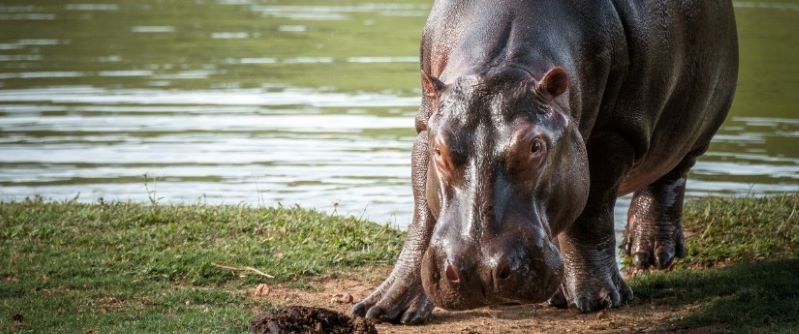 Los hipopótamos que dejó Pablo Escobar: una problemática ambiental que Colombia  busca resolver. Foto: Felipe Villegas. Instituto Humboldt