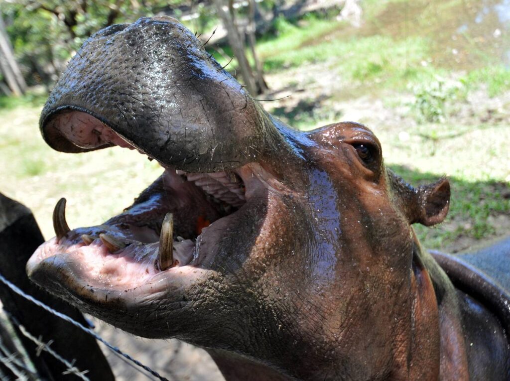 El hipopótamo, otra "herencia" del narcotraficante Pablo Escobar. Este animal tiene largos colmillos, muy similares a cuchillos afilados, que no dudan en usar al sentirse amenazados. Foto. EFE/Edgar Domínguez