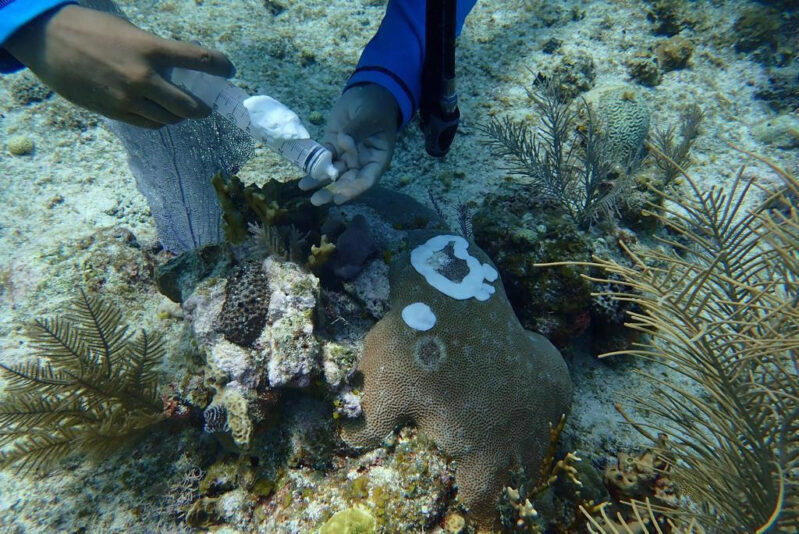 El SIRAP Caribe pide declarar alerta roja para frenar la Pérdida de Tejido de Coral