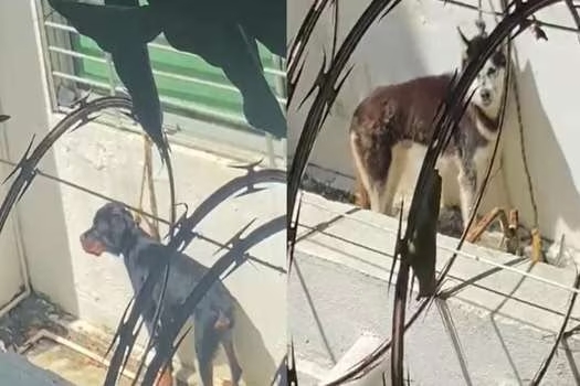 Los perritos, desde hace algunos días, mostraban signos de desespero y ansiedad, mediante sus ladridos y quejidos, según los vecinos que colocaron la alerta en la ciudad. Foto: Zona Cero