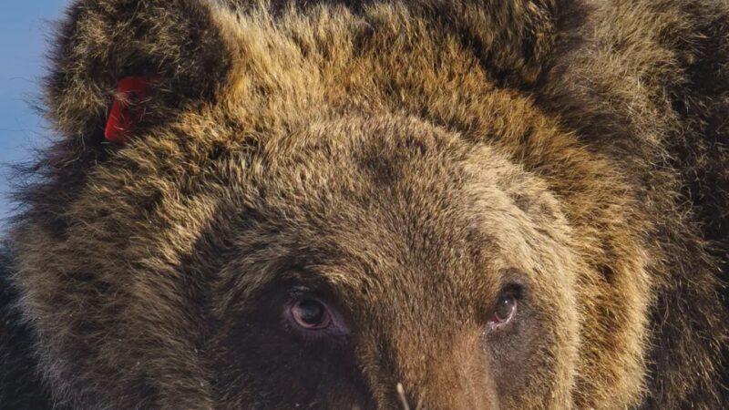 Murió Juan Carrito: El oso ícono del Parque Nacional Italiano Los Abruzos