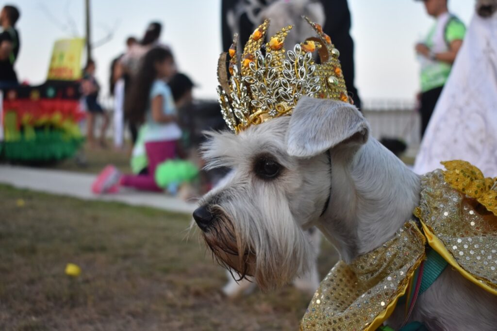 "Quien lo ladra es quien lo goza": evento carnavalero de las familias con sus mascotas. Muy coquetas las mascotas con sus coloridos vestuarios