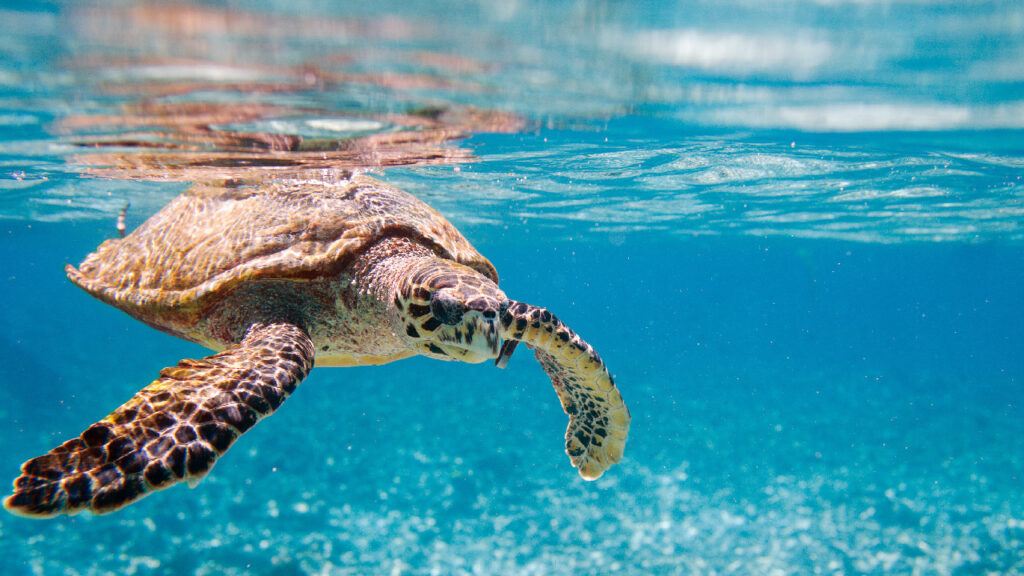 Las especies amenazadas de la Región y los retos frente a su protección. Tortuga carey, Eretmochelys imbricata