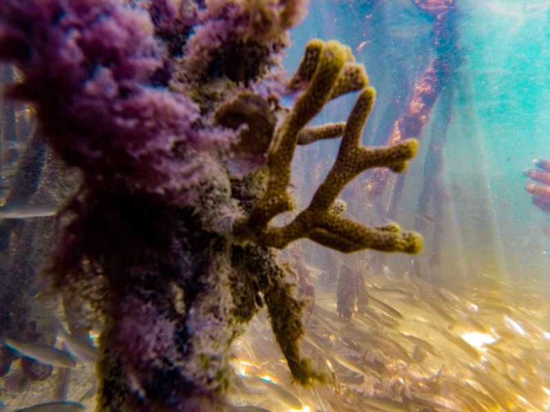 Descubren coexistencia coral-manglar en una playa del Parque Tayrona. Coral Porites porites, en las raíces de un mangle rojo. Foto: @natalyfotografasubmarina