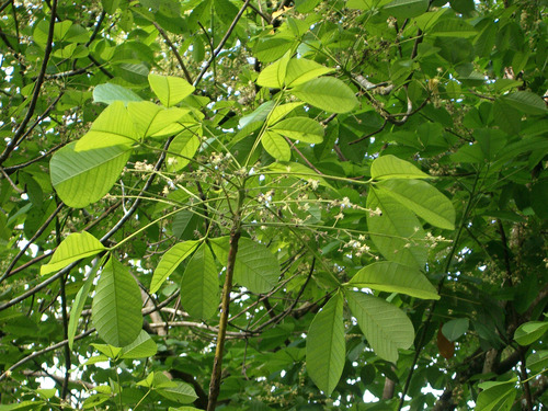 Indígenas de Vaupés sembraron 43.000 árboles endémicos. Árbol de caucho o Siringa, (Hevea brasiliensis) el "oro blanco del Amazonas", del cual se extrae el caucho. Foto: NaturalistaCo