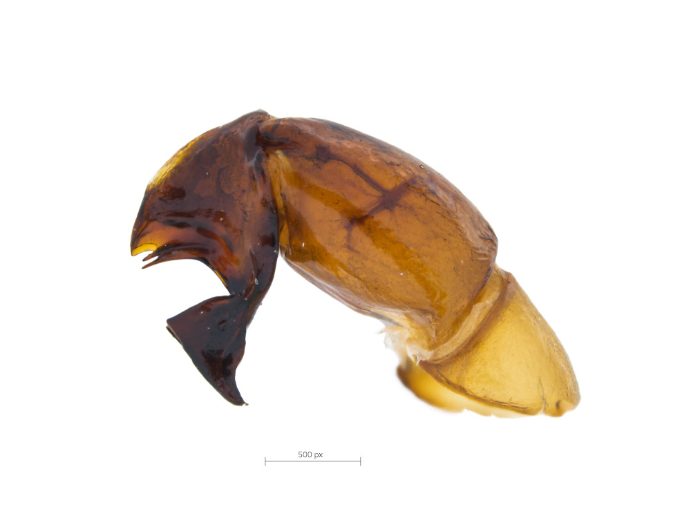Se descubre nueva especie de escarabajo para Colombia. Genitalia del macho / Foto: Jhon César Neita Moreno Instituto Humboldt