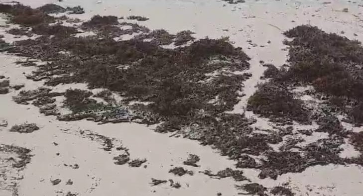 Los "sargazos" visitantes indeseables en las playas de Punta Cana. Estas marañas de algas, forman montículos densos y babosos, de color marrón oscuro, que emanan olores fétidos, a lo largo de toda la playa a la que tienen acceso los turistas. Foto: Ricardo González/ Puro Ambiente Informativo