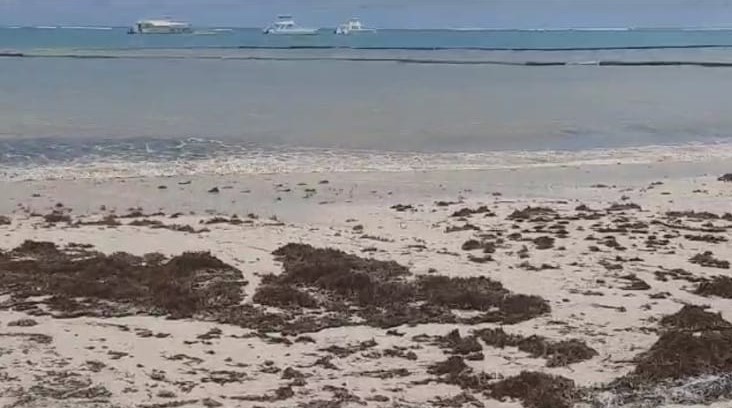 La presencia de las algas, ensucia y oscurece la amplia franja de agua a la que tienen acceso los turistas. Muy atrás, prevalece el azul característico del océano Atlántico, separado por las barreras que intentan, sin éxito, la contaminación de la playa por el Sargazo. Foto: Ricardo González/ Puro Ambiente Informativo