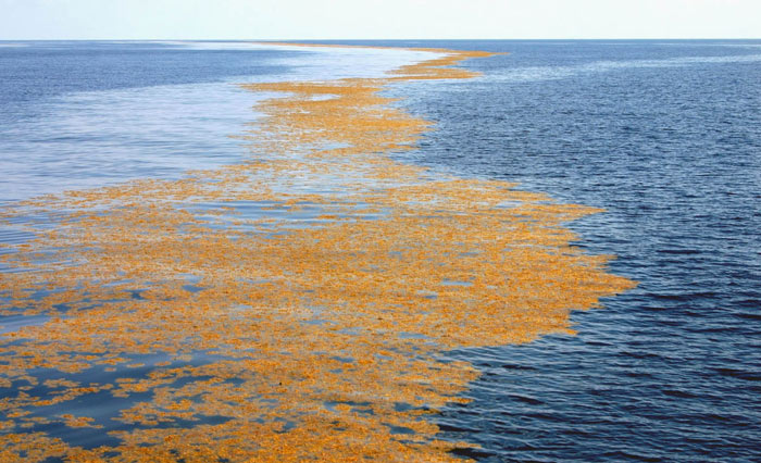 Mar de los Sargazos