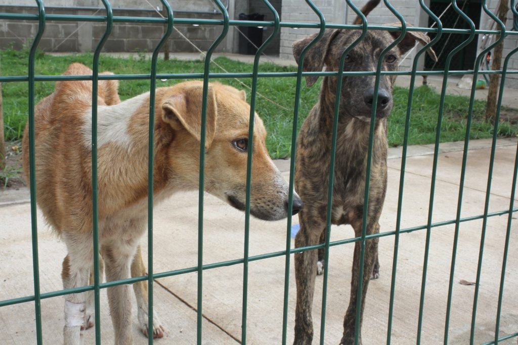 El Centro de Bienestar Animal de Barranquilla ha atendido 1.700 animales desde su apertura